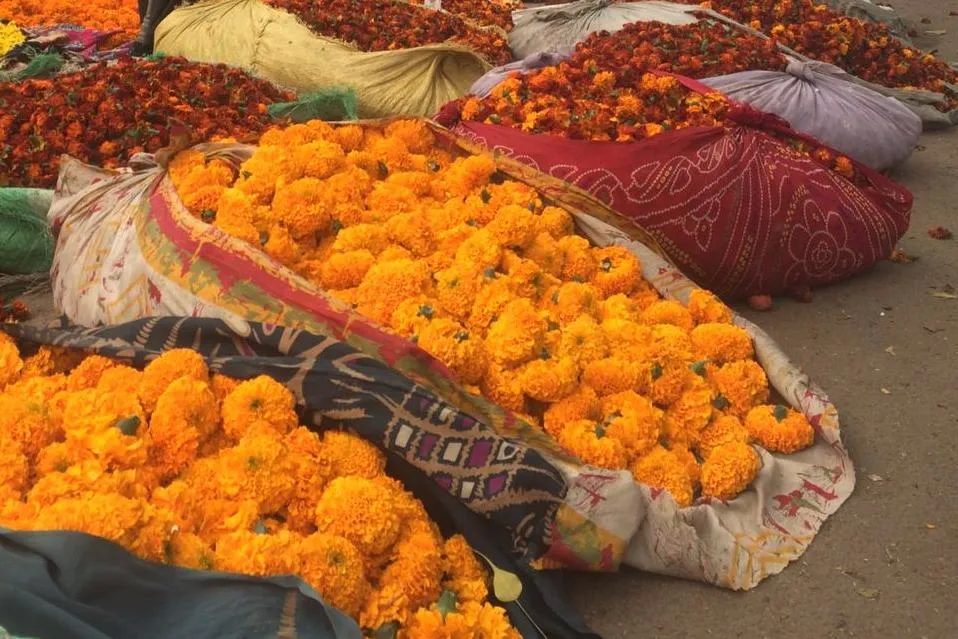 Golden Triangle And Udaipur
