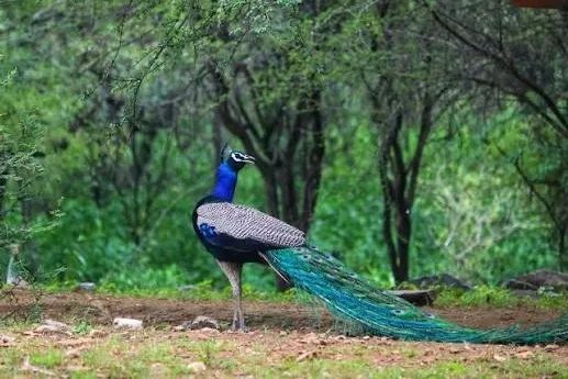 Tiger Trail - A Ranthambore Experience