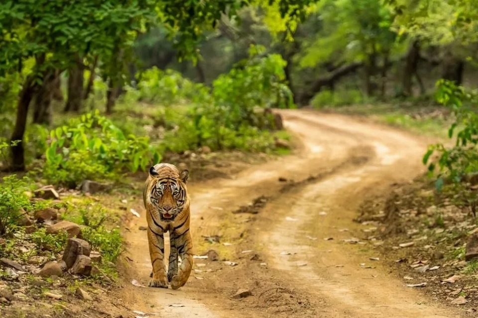 Golden Triangle And Tigers