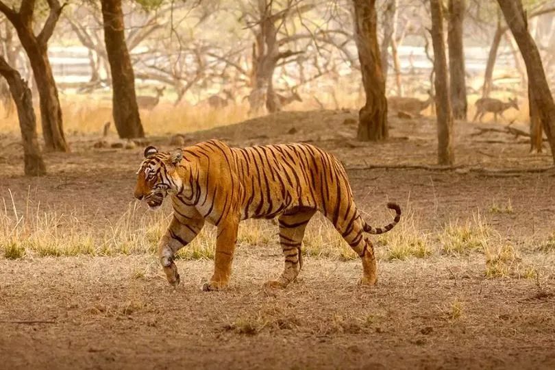 Tiger Trail - A Ranthambore Experience